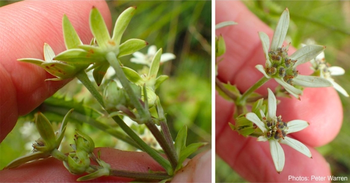 Alepidea cordifolia flowers. Photos Peter Warren