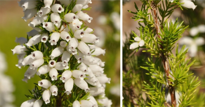 Erica sitiens, white form showing flowers and leaves.