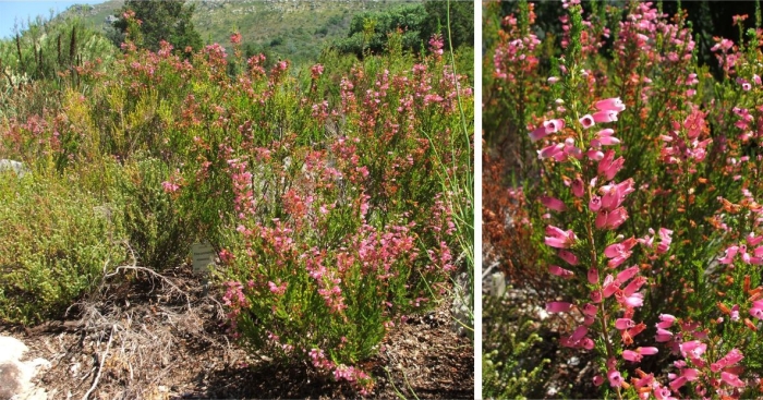 Erica sitiens, pink form growing in Kirstenbosch.