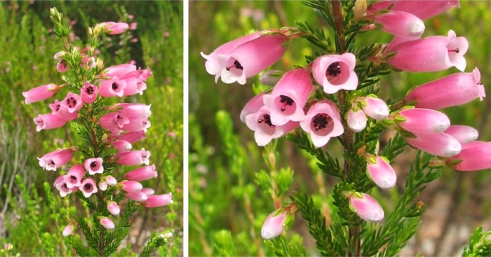 Erica sitiens, pink form growing in Kirstenbosch.