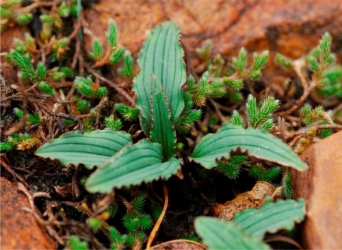 Ledebouria davidsoniae, plant.