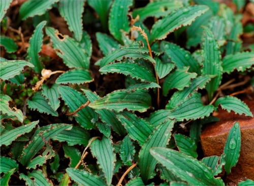 Ledebouria davidsoniae, growing in habitat.