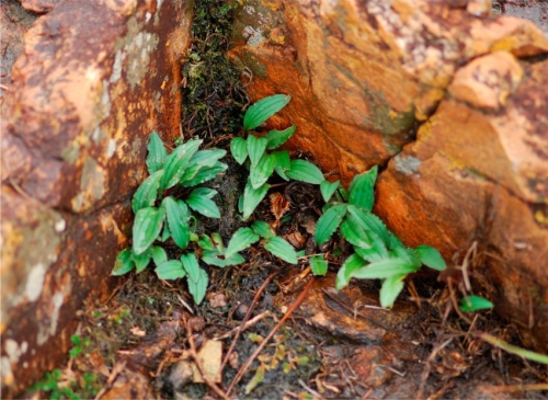 Ledebouria davidsoniae, small clump in habitat.