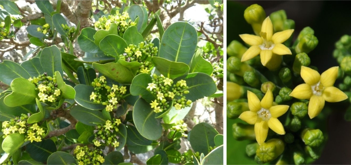 The flowers of Psychotria suber