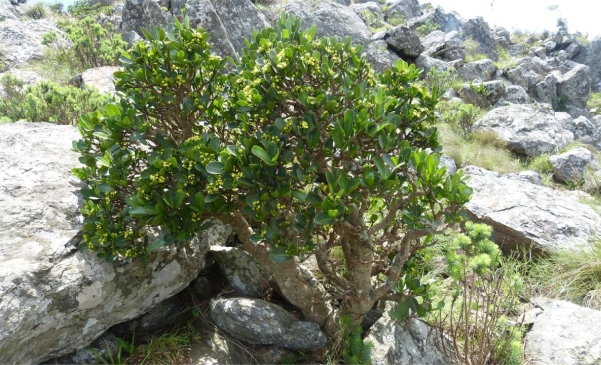 shrub form of Psychotria suber, with more stout stems and branches, in habitat, Three Sisters, Mpumalanga