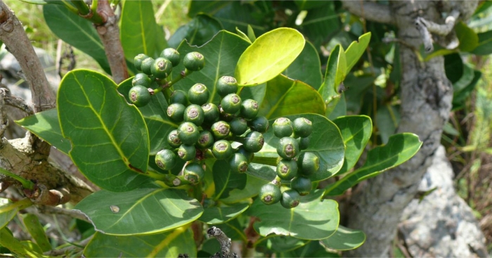 A branch of Psychotria suber showing the leathery leaves and immature green fruits