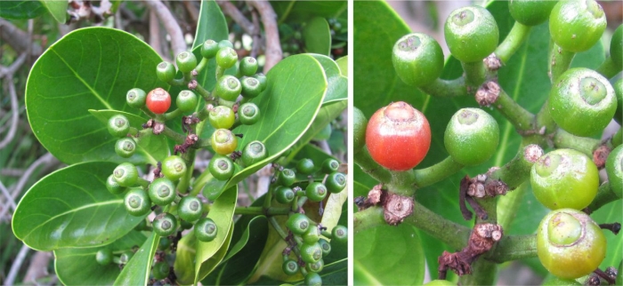 fruits of Psychotria suber, green at first, maturing to yellow, then orange red when fully mature