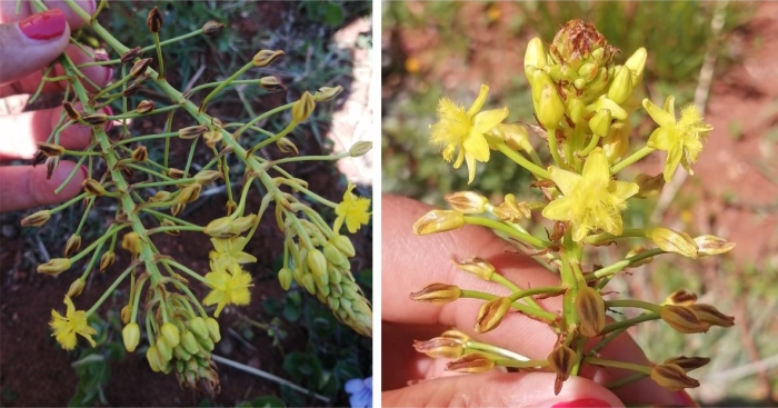 Bulbine capitata inflorescence and flowers