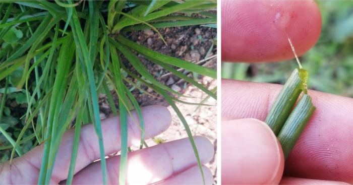 Bulbine capitata leaves