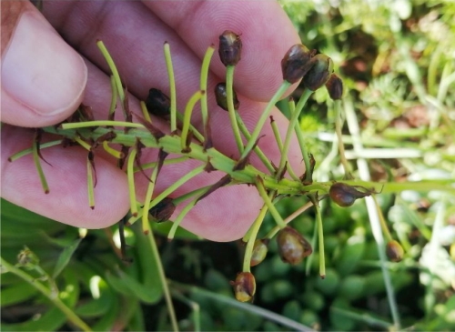 Bulbine capitata fruits