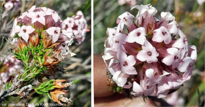 Erica walkeria var praestans flowers