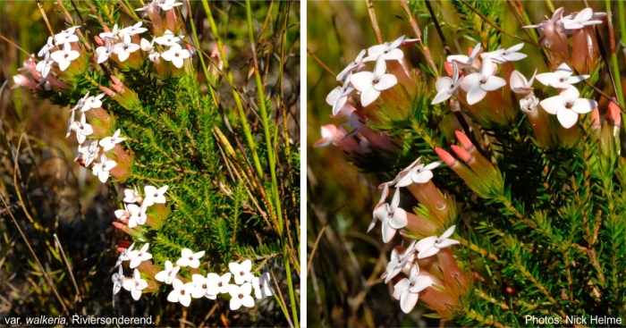 Erica walkeria var. walkeria, Riviersonderend. Photo by Nick Helme