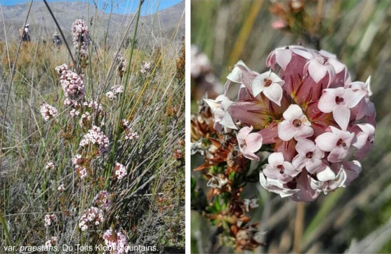 Erica walkeria var praestans in flower, Du Toits Kloof Mountains.