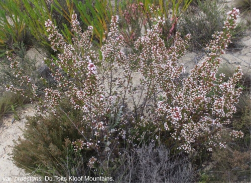 Erica walkeria var praestans in flower, Du Toits Kloof Mountains.