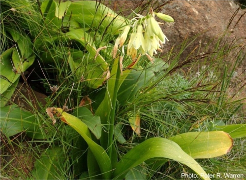 Ornithogalum regale. Photo Peter Warren