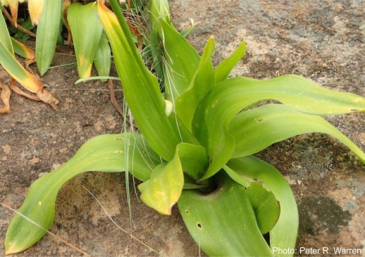 Ornithogalum regale leaves. Photo Peter Warren