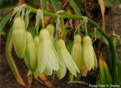 Ornithogalum regale flowers. Photo Peter Warren