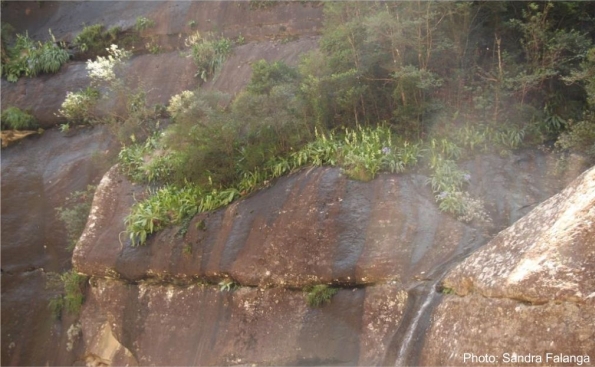 Ornithogalum regale growing on a cliff in the Drakensberg. Photo Sandra Falanga