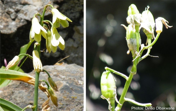 Ornithogalum regale flowers (left) and developing fruits (right)