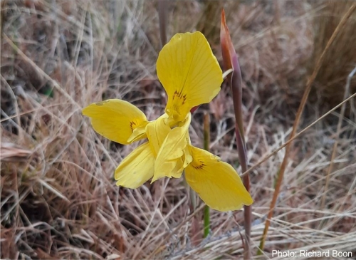 Moraea heimalis. Photo Richard Boon