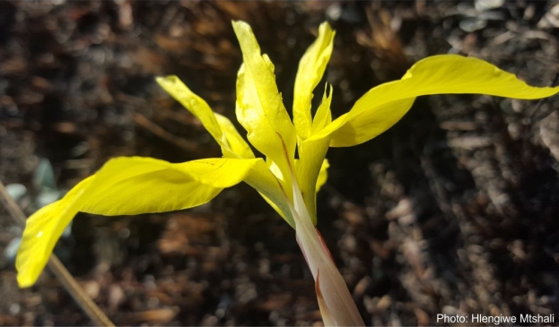 Moraea heimalis, flower, side view. Photo Hlengiwe Mtshali