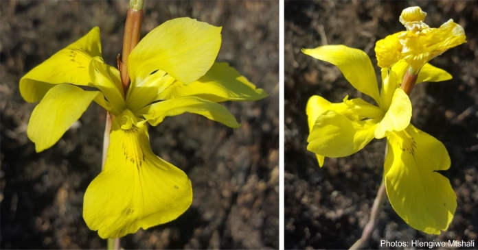 Moraea heimalis, flower. Photos Hlengiwe Mtshali