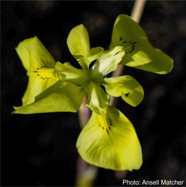 Moraea heimalis, flower. Photo Ansell Matcher