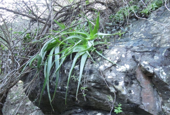 Bulbine keiskammaensis growing in its native habitat along the Keiskamma River 