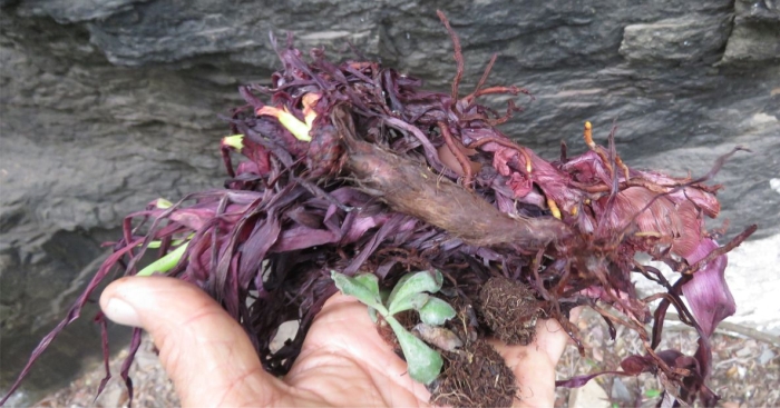 The persistent fibrous remains of the leaves of Bulbine keiskammaensis