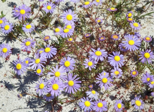 Felicia tenella subsp. tenella 