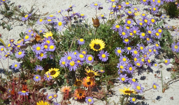 Felicia tenella subsp. tenella growing with Arctotis spp. and Cleretum bellidiformis