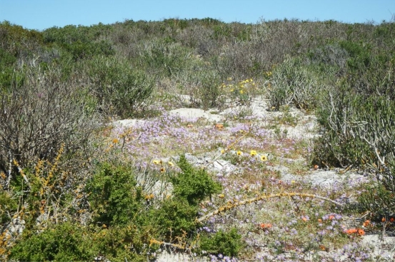 Felicia tenella subsp. tenella growing on dunes on the outskirts of Jacobsbaai.