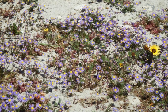 Felicia tenella subsp. tenella forming dense seasonal cover in sandy areas.