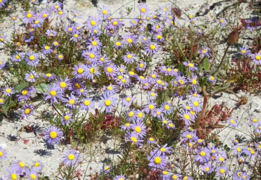 Felicia tenella subsp. tenella 