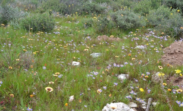 Felicia tenella subsp. tenella, Jacobsbaai.