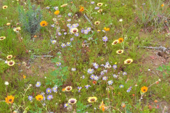 Felicia tenella subsp. tenella, growing among several other annuals and perennials at Jacobsbaai.