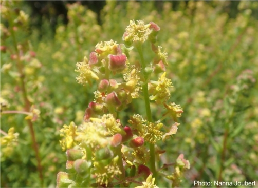 Tetragonia fruticosa in flower. Photo Nanna Joubert