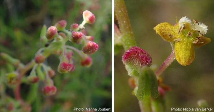 Tetragonia fruticosa buds Left, photo Nanna Joubert, and a flower Right, photo Nicola van Berkel.