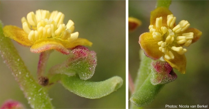 Tetragonia fruticosa a flower close up. Photo Nicola van Berkel