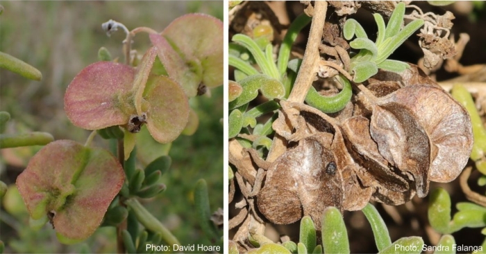 Tetragonia fruticosa fruits, Left fresh, photo David Hoare, and dried Right, photo Sandra Falanga.