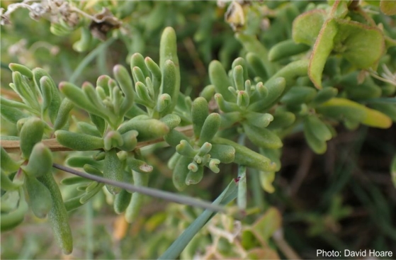 Tetragonia fruticosa, leafy stem. Photo David Hoare