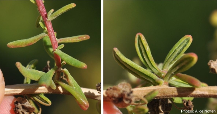 Tetragonia fruticosa, leaves, showing upper and lower surfaces and rolled margins. Photo Alice Notten