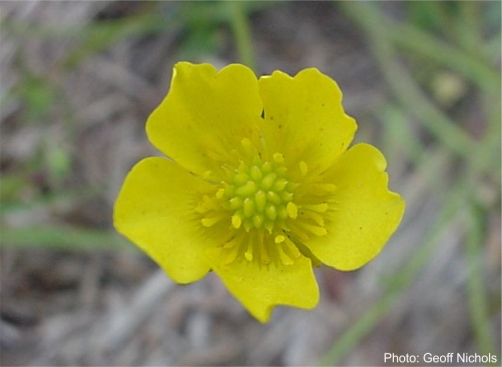 Ranunculus multifidus, flower. Photo Geoff Nichols