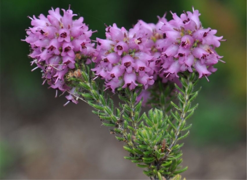 Flowers of Erica empetrina