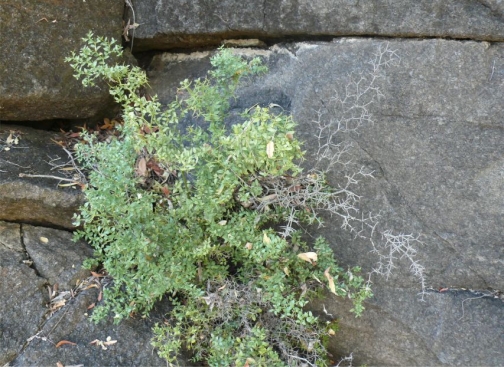 Carissa sebrabergensis in habitat 