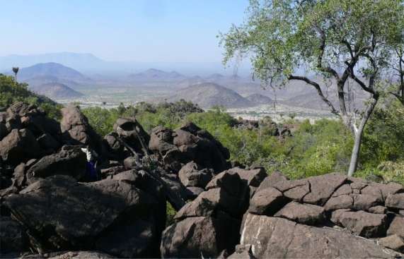 Carissa sebrabergensis typical habitat