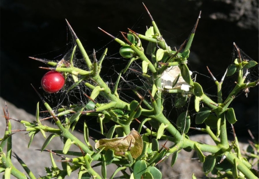 Carissa sebrabergensis in fruit