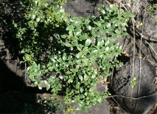 Carissa sebrabergensis showing the leaves