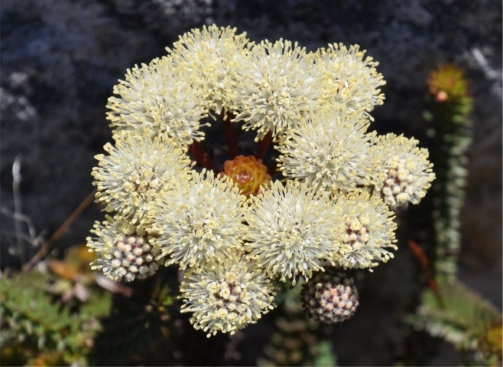 Berzelia cordifolia flowerheads