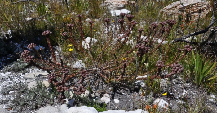 Berzelia cordifolia, a plant growing on the Potberg, De Hoop Nature Reserve.